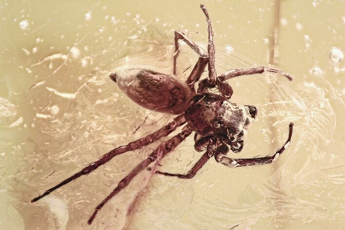 Large Detailed Fossil Jumping Spider (Salticidae) In Baltic Amber #339450
